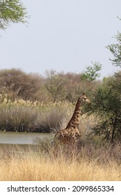 South African Giraffe Standing In Nature