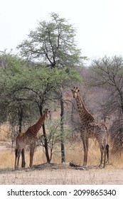 South African Giraffe Standing In Nature