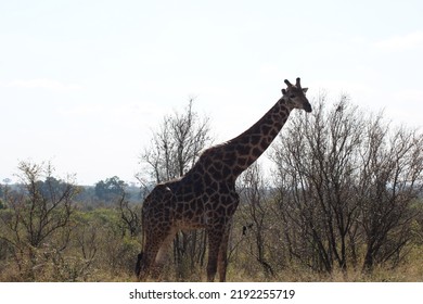 South African Giraffe In The Wild