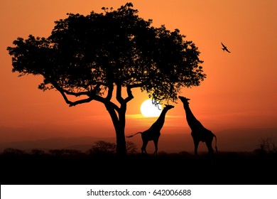 South African Giraffes At Sunset In Africa
