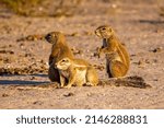 South African Ground Squirrels - xerus inauris - on dark yellow sand at Central Kalahari Desert in Botswana.