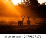 South African impala struck by the light beams of the African sunset