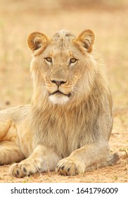 South African Lion in the Savanna  - Shutterstock ID 1641796009