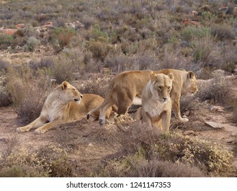 South African lions - Shutterstock ID 1241147353