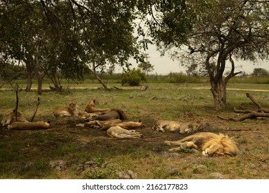 South African Lions By The Road Of Lion's Park And Safari, In South Africa.