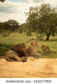 South African Lions By The Road Of Lion's Park And Safari, In South Africa.