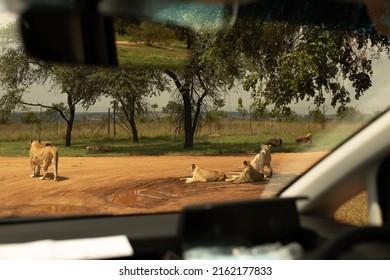 South African Lions By The Road Of Lion's Park And Safari, In South Africa.