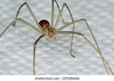 South African Male Violin Recluse Spider Stock Photo (Edit Now) 1393286606