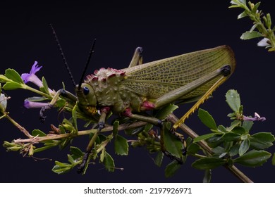 South African Milkweed Locust Grasshopper With Beautiful Coloring And Patterns And Textures . Showing The Beauty In Nature. Closeup Makro Photograph In A Studio With Isolated On A  Black Background.