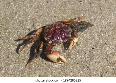 South African Mudcrab Scylla Serrata