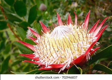 south african national flower stock photo edit now 702946846