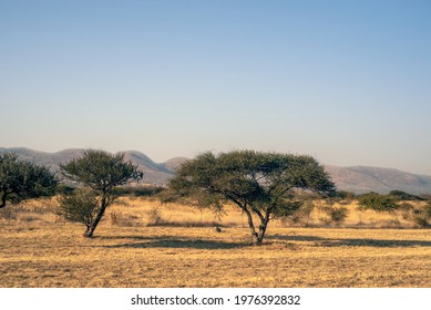 South African North West Province Landscape With Trees