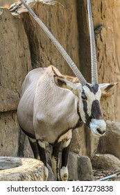 South African Oryx Gemsbok Close African Stock Photo 1617273838 ...