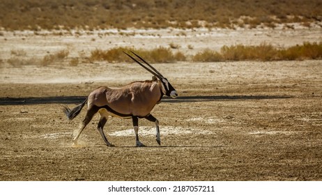 South African Oryx Running In Dry Land In Kgalagadi Transfrontier Park, South Africa; Specie Oryx Gazella Family Of Bovidae