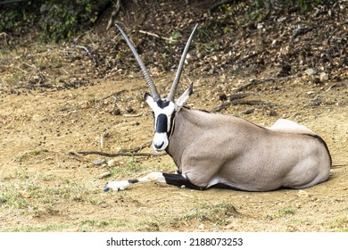 South African Oryx In The Zoo.