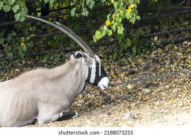 South African Oryx In The Zoo.