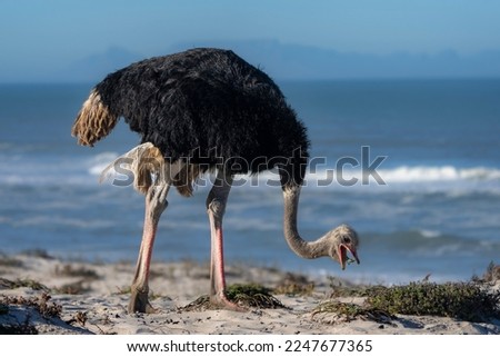 South African ostrich, black-necked ostrich, Cape ostrich or southern ostrich (Struthio camelus australis) on the beach with Table Mountain in the background. Yzerfontein. Western Cape. South Africa.