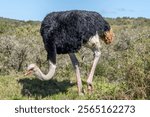 South African ostrich, Struthio camelus australis, or black-necked ostrich, or Cape ostrich or southern ostrich in Addo Elephant National Park, South Africa