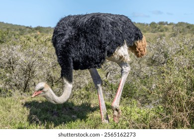 South African ostrich, Struthio camelus australis, or black-necked ostrich, or Cape ostrich or southern ostrich in Addo Elephant National Park, South Africa