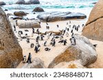 South african penguins colony of spectacled penguins waterbirds single penguin and group in Simons Town Cape Town Capetown Western Cape South Africa Southafrica.