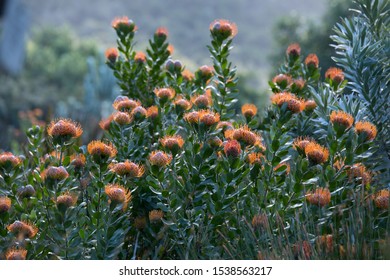 South African Pin Cushion Flowers In Full Bloom