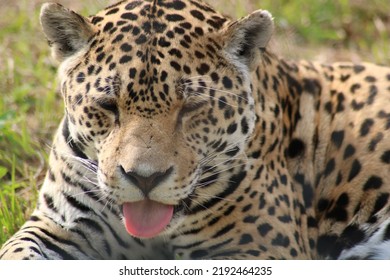 South African Predator Jaguar Stock Photo 2192464235 | Shutterstock