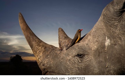 South African Rhino With A Kenyan Skyline 