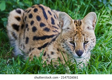 South African Serval Wild Cat