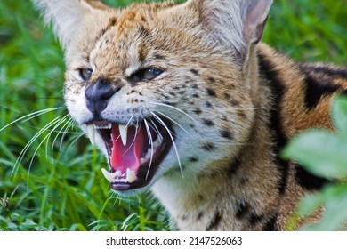 South African Serval Wild Cat