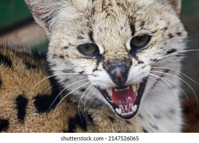 South African Serval Wild Cat