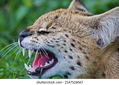 South African Serval Wild Cat