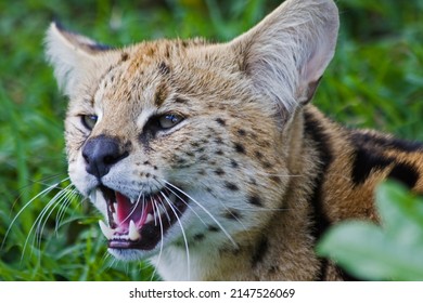 South African Serval Wild Cat