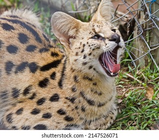 South African Serval Wild Cat