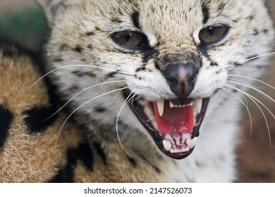 South African Serval Wild Cat