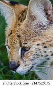 South African Serval Wild Cat