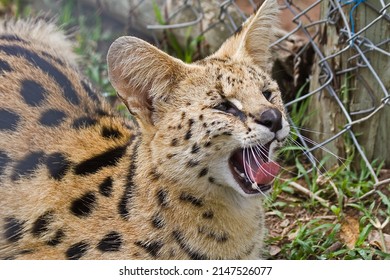 South African Serval Wild Cat