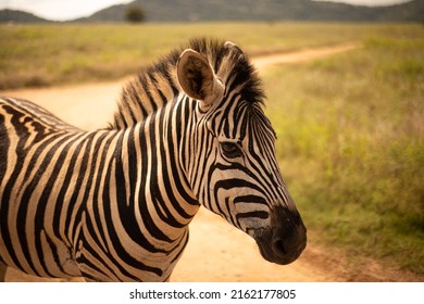 South African Zebras Walking Besides A Car On The Road At A South African Safari.