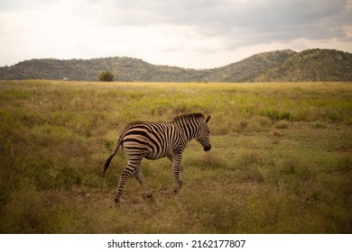 South African Zebras Walking Besides A Car On The Road At A South African Safari.