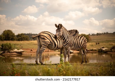 South African Zebras Walking Besides A Car On The Road At A South African Safari, Near A Pond Of Water.