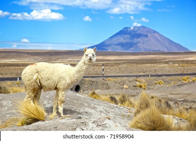 South America Alpaca With Volcano EL Misti