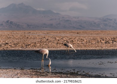 South America Chile Atacama Desert Flamingo