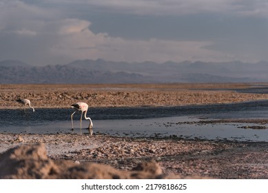 South America Chile Atacama Desert Flamingo