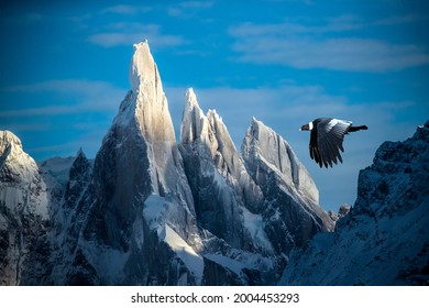 South America, Chile, Patagonia. Andean Condor And Mountains In Torres Del Paine National Park.