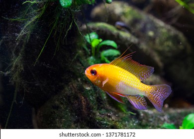 South America Dwarf Cichlid 