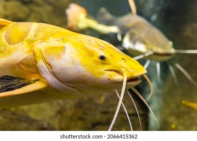 South America. The redtail catfish, Phractocephalus hemioliopterus, is a pimelodid (long-whiskered) catfish. Bright yellow fish in a clean river. Animals in the wild. The close-up.