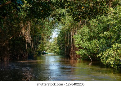 South America, Trinidad, Arima Valley, Asa Wright Nature Center. Trees And Vines Hanging Over Water.