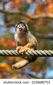 South American Black Capped Squirrel Monkey (Saimiri Boliviensis) On A Rope.