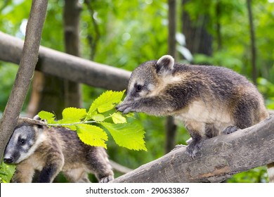 South American coati (Nasua nasua) baby is climbing on a tree