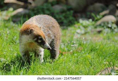 South American Coati - Nasua - In The Grass