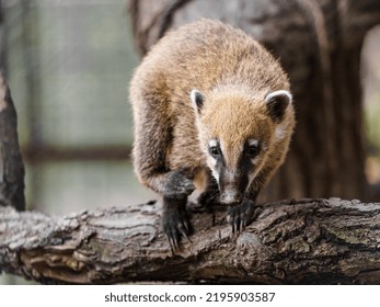 South American Coati On Log